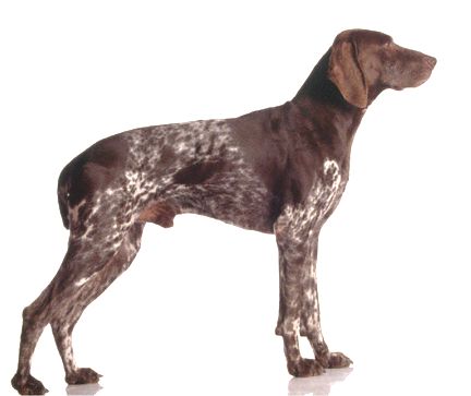 german shorthaired pointer. German Shorthaired Pointer